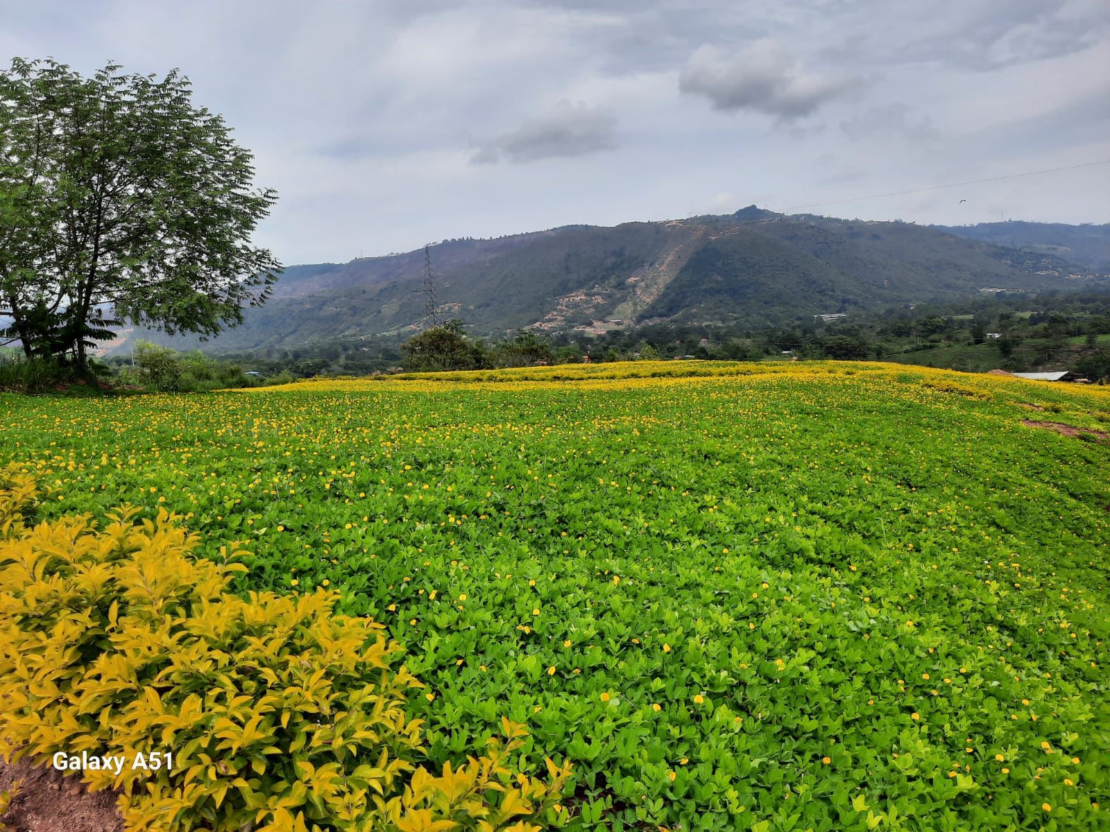 Panorámica Altos del Bosque